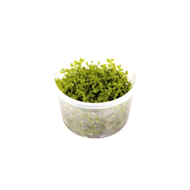 Micranthemum 'Monte Carlo'  in vitro