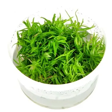 Pogostemon erectus  in vitro