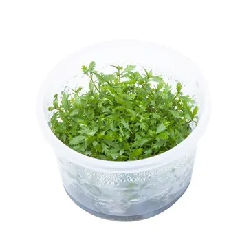 Proserpinaca palustris 'Cuba'  in vitro