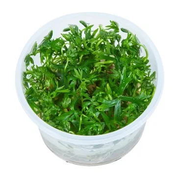 Ranunculus inundatus  in vitro