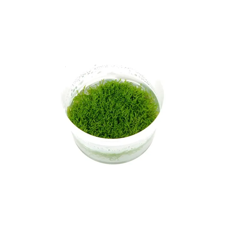 Riccia fluitans  in vitro