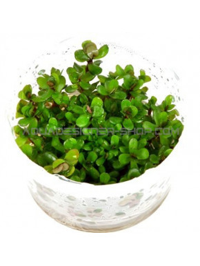 Bacopa Crenata - Plante d'aquarium in vitro