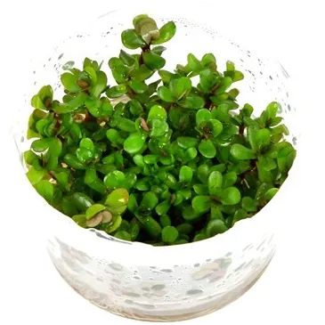 Rotala 'Bonsai'  in vitro