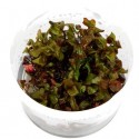 Rotala macrandra in vitro