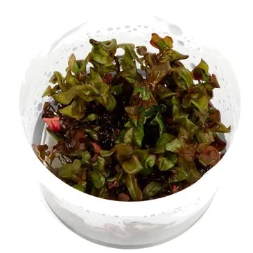 Rotala macrandra  in vitro