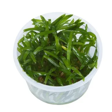 Sagittaria subulata  in vitro