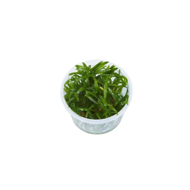 Sagittaria subulata  in vitro