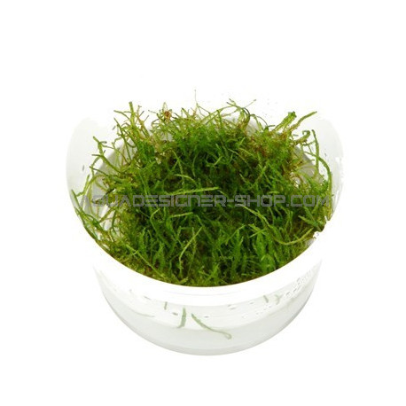 Mousses pour aquarium : Taxiphyllum Barbieri (Mousse de Java) pour