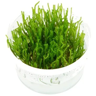 Taxiphyllum 'Flame'  in vitro