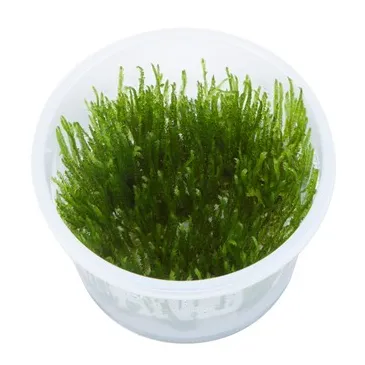 Taxiphyllum 'Spiky'  in vitro