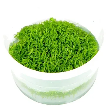 Utricularia graminifolia  in vitro