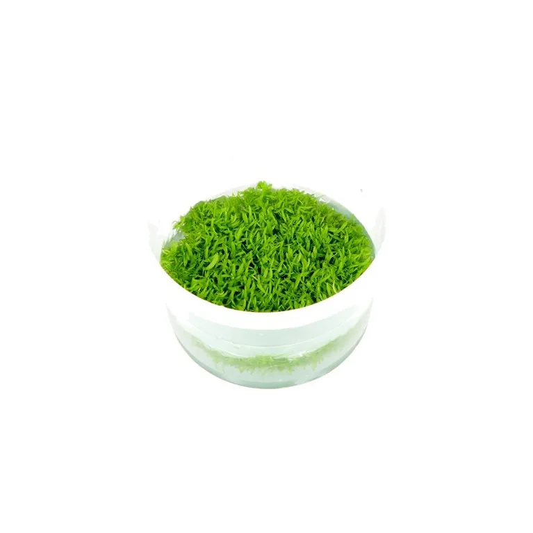 Utricularia graminifolia  in vitro