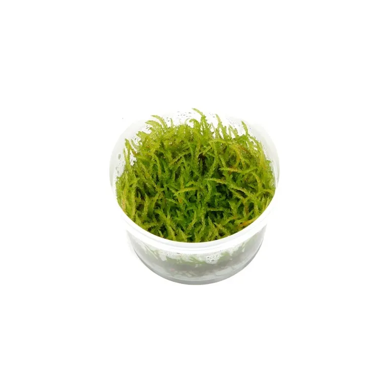 Vesicularia ferriei 'Weeping'  in vitro