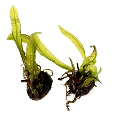 Aponogeton boivinianus