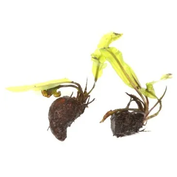 Aponogeton longiplumulosus