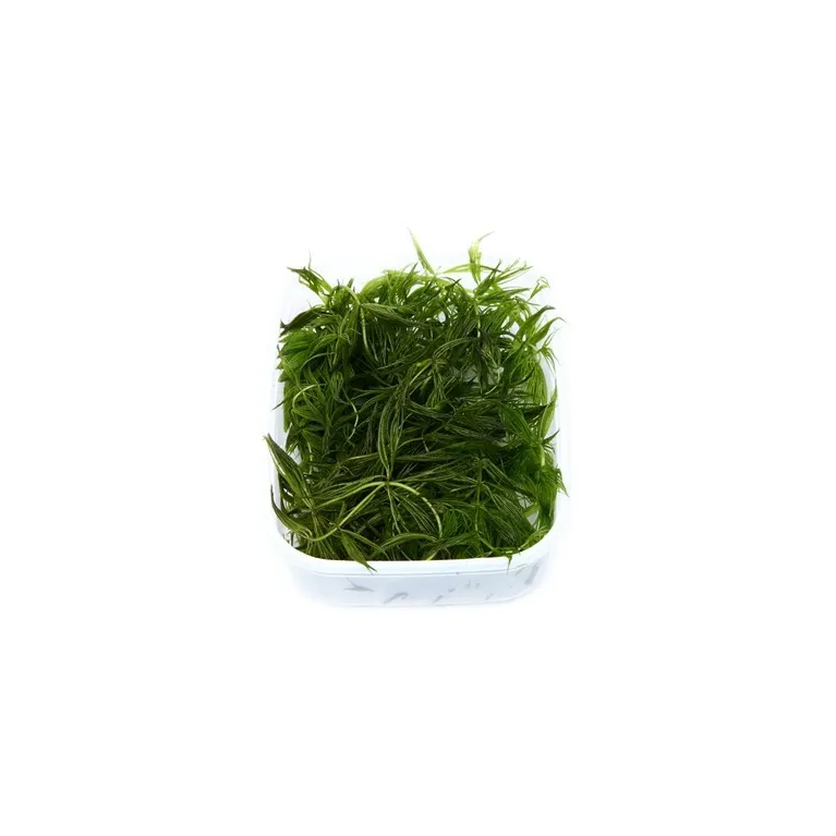 Ceratophyllum demersum 'Foxtail'