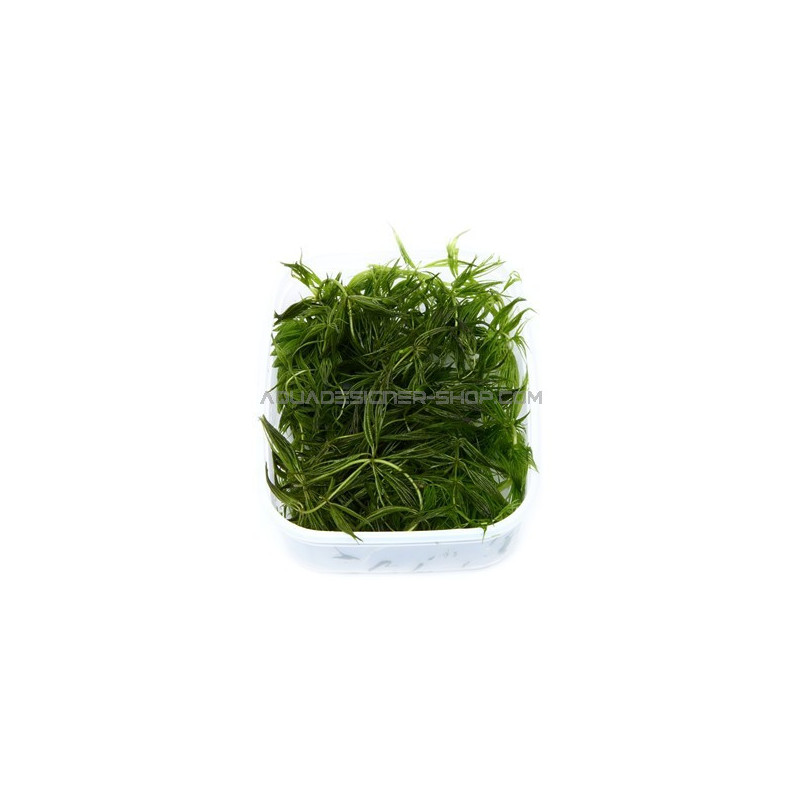 Île Flottante Aquascape Pour Plantes D'étang - Support Flottant Pour Zones Profondes - Protection Poissons