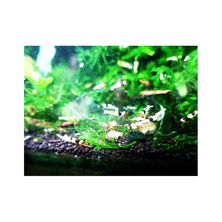 Coupelle en verre diamètre 6cm pour nourrissage crevette