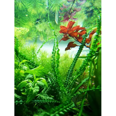 Crinum calamistratum