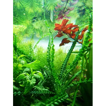 Crinum calamistratum