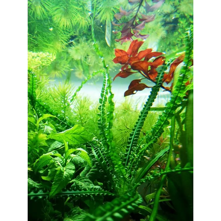 Crinum calamistratum