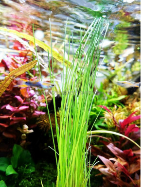 Eleocharis sp.