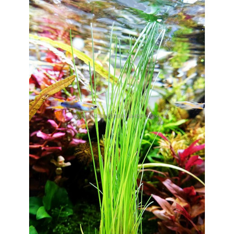 Eleocharis sp.