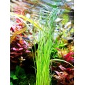 Lot de 5 Eleocharis Montevidensis