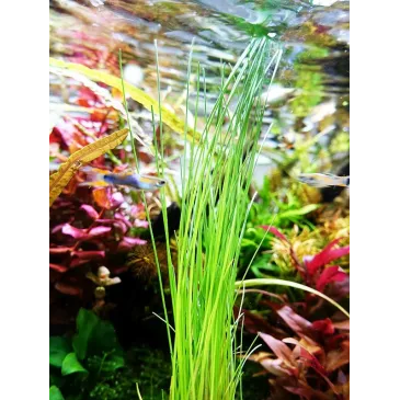 Eleocharis sp.