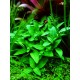 Staurogyne repens in vitro