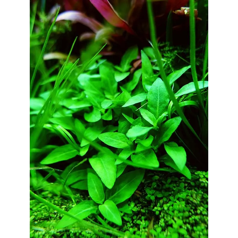 Staurogyne repens  in vitro