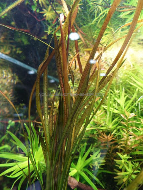 Vallisneria spiralis 'Tiger'