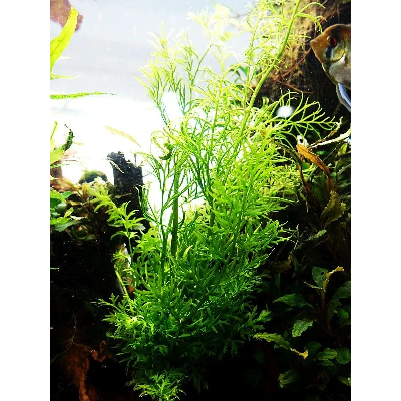 Ceratopteris thalictroides