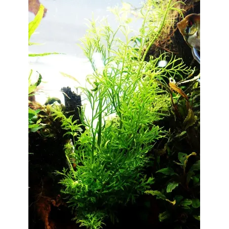 Ceratopteris thalictroides