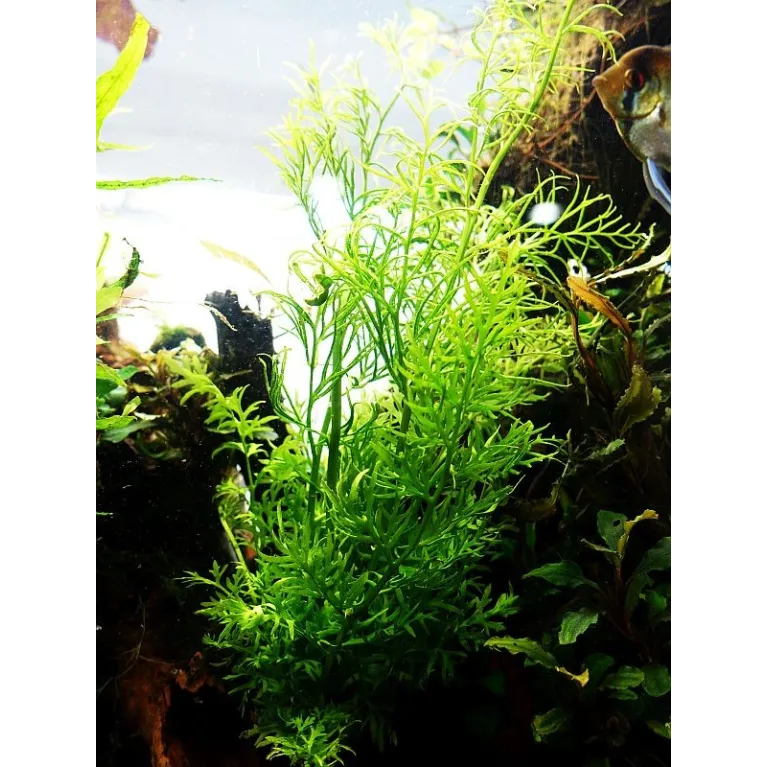 Ceratopteris thalictroides