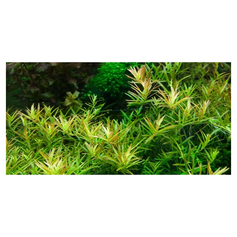 Rotala hra in vitro plante aquarium couleur aquascaping