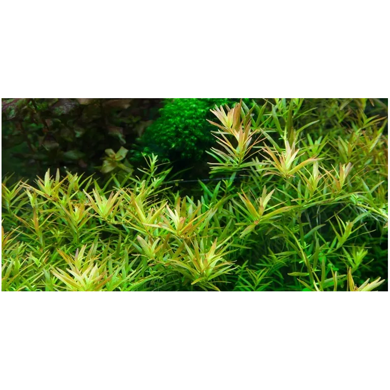 Rotala hra in vitro plante aquarium couleur aquascaping