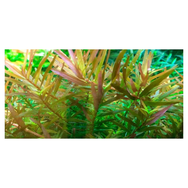 Rotala hra in vitro plante aquarium couleur aquascaping