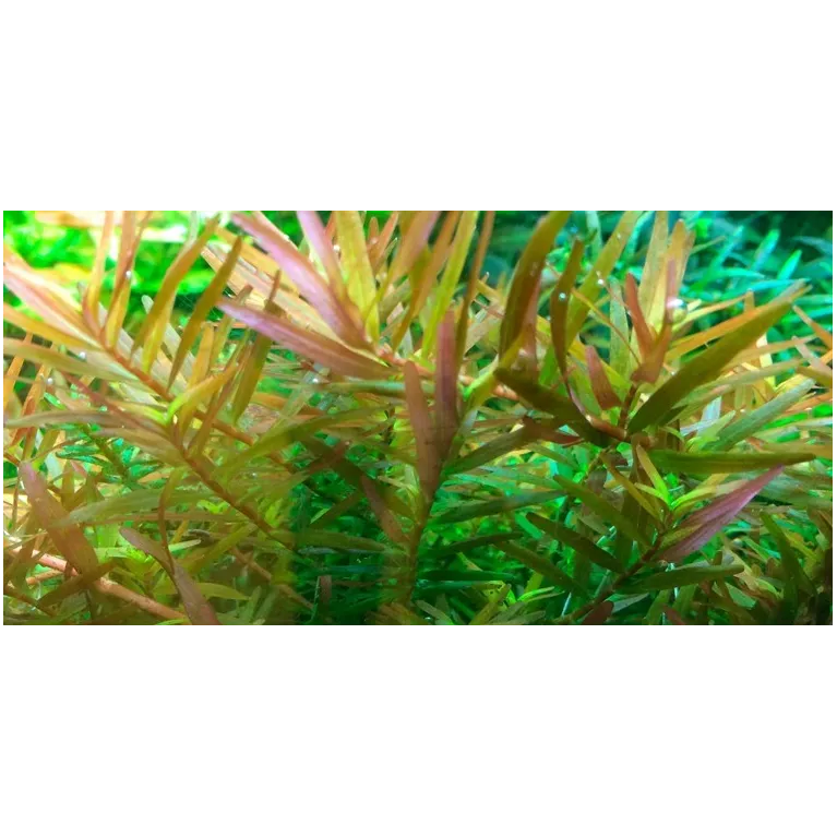 Rotala hra in vitro plante aquarium couleur aquascaping