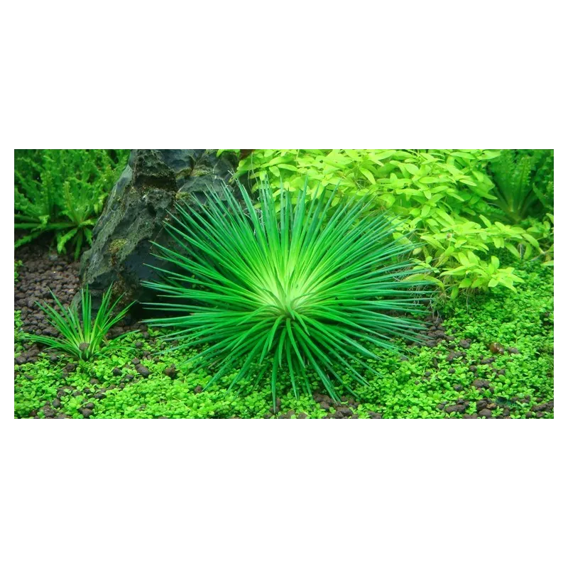 Eriocaulon polaris in vitro