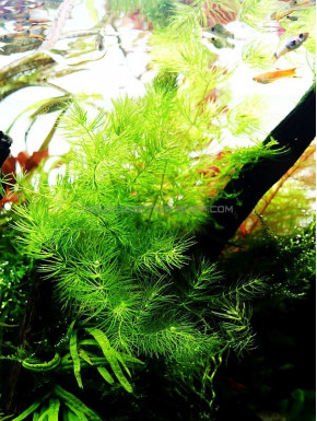 Ceratophyllum demersum 'Foxtail'