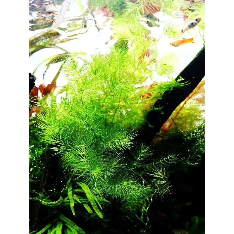 Ceratophyllum demersum 'Foxtail'