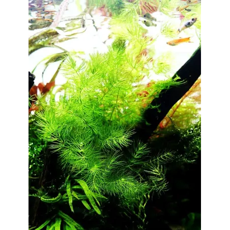 Ceratophyllum demersum 'Foxtail'