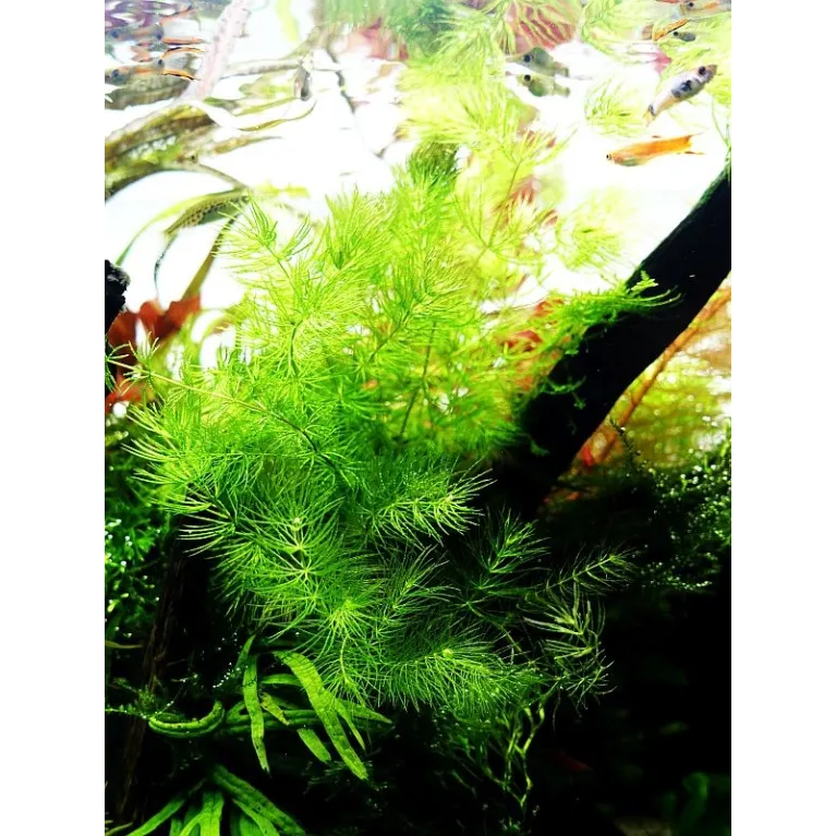 Ceratophyllum demersum 'Foxtail'