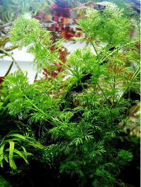 Limnophila aquatica