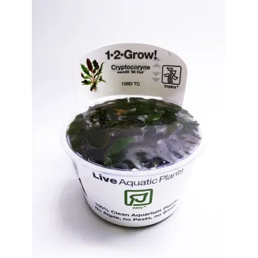 Cryptocoryne wendtii Mi Oya  in vitro