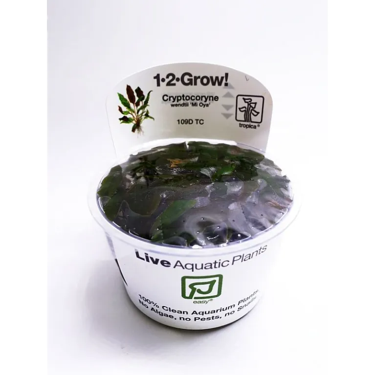 Cryptocoryne wendtii Mi Oya  in vitro