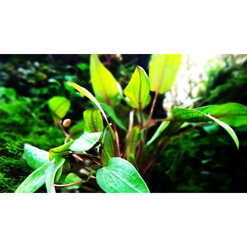 Cryptocoryne wendtii Mi Oya  in vitro