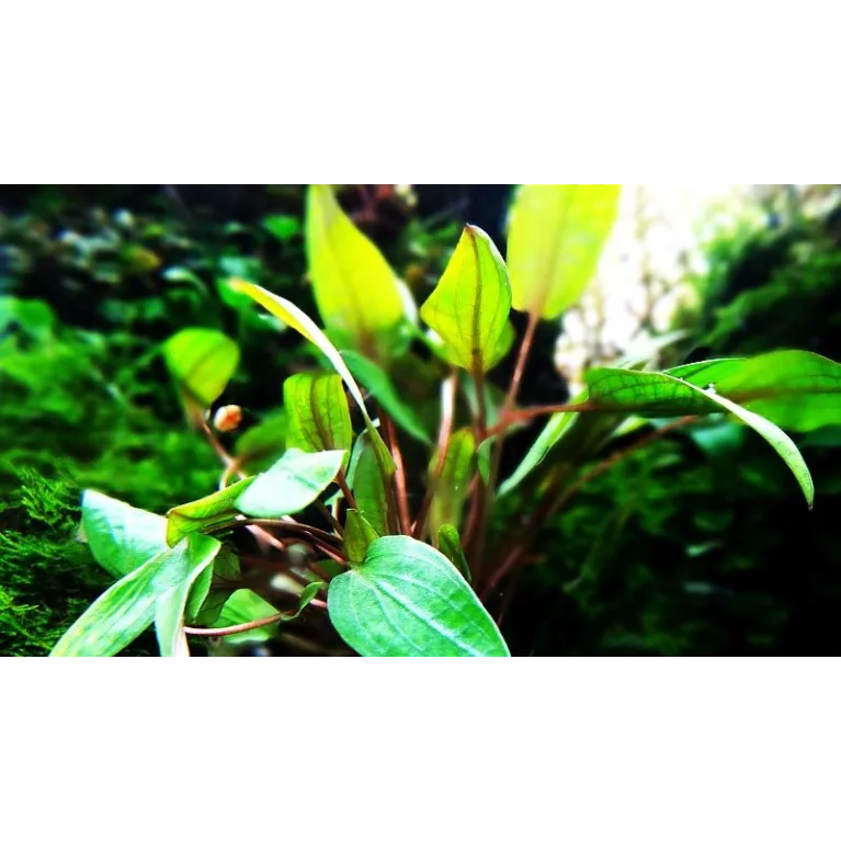 Cryptocoryne wendtii Mi Oya  in vitro