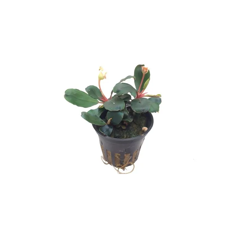 Bucephalandra  sp red